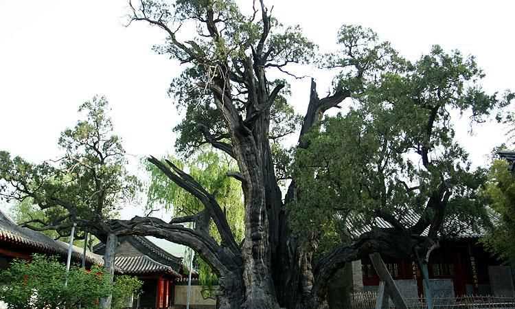 中國(guó)的國(guó)樹，國(guó)花，國(guó)獸，國(guó)球是什么