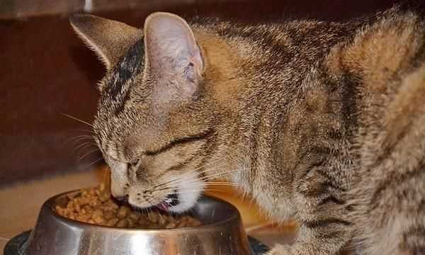 梭子蟹和桃子能一起吃嗎，貓不能吃的食物有哪些？圖2