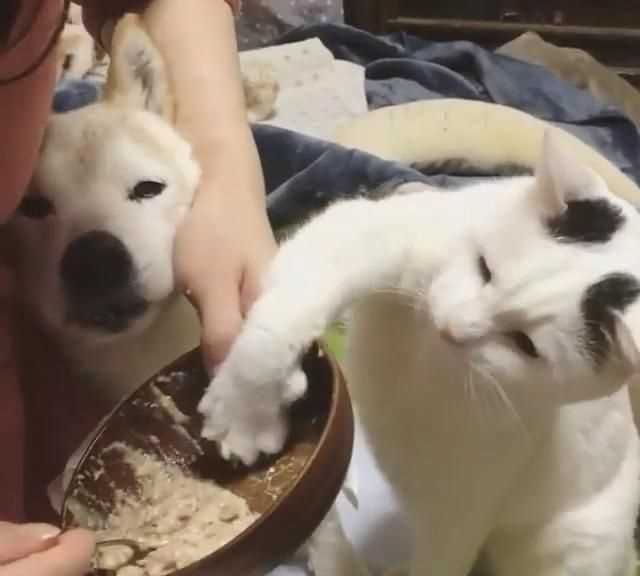梭子蟹和桃子能一起吃嗎，貓不能吃的食物有哪些？圖4
