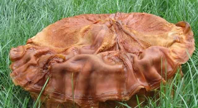 太歲是動物還是植物，“太歲”究竟是動物還是植物？圖3