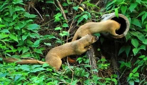 黃鼠狼吃老鼠嗎，黃鼠狼喜歡死老鼠嗎？圖4