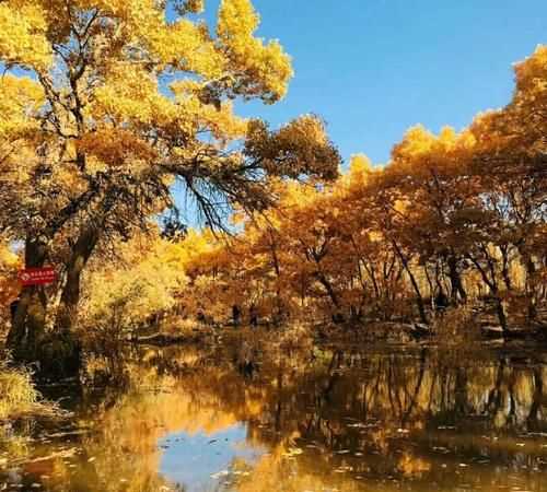 額濟(jì)納胡楊林在哪個地方