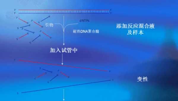 pcr是什么簡稱,pcr是什么的醫(yī)學簡稱圖2