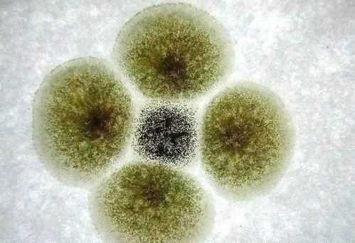 橘子上的霉斑屬于生物，判斷的依據(jù)是什么