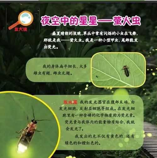 螢火蟲的習性閱讀感悟