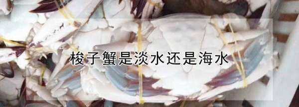 梭子蟹是海蟹,梭子蟹有沒(méi)有蟹黃圖3