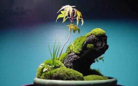 水泥地上的青苔怎么永久清除，水泥地上的青苔怎么消除？圖1