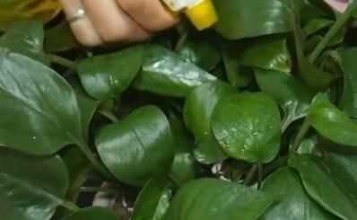 蒜頭發(fā)芽了還能吃嗎，蒜米生芽了還能吃嗎？圖4