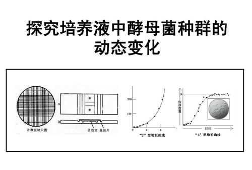 酵母菌發(fā)酵的過程是否需要淀粉