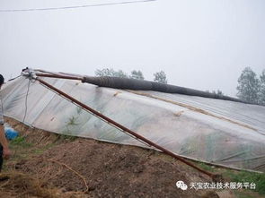 大棚卷簾機(jī)的安全使用知識(shí)