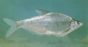 不食武昌魚典故,寧飲建業(yè)水不食武昌魚典故,才飲長沙水,又食武昌魚典故