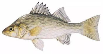 炸鱸魚(yú)典故
