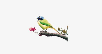 黃鸝鳥典故