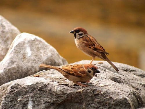 一石二鳥(niǎo)典故,一石二鳥(niǎo)典故,一石二鳥(niǎo)出自哪個(gè)典故