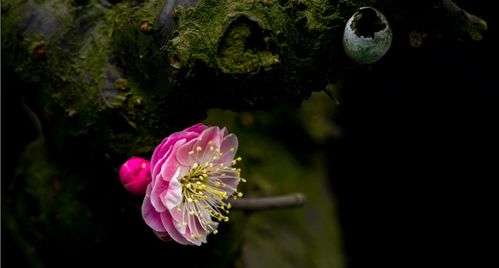 梅花的典故,何遜梅花典故,梅花的典故或故事