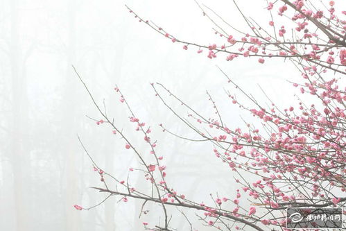 霧里看花,典故