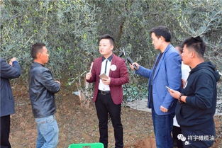油橄欖典故