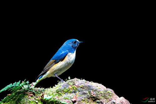 一石二鳥(niǎo)的典故的,一石二鳥(niǎo)出自哪個(gè)典故,一石二鳥(niǎo)打一數(shù)字