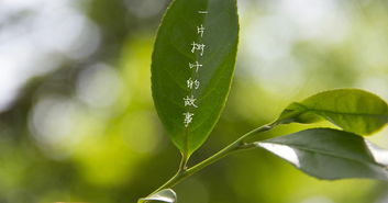 典故,葉子