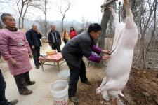 殺豬典故