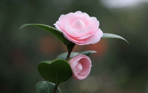 山茶花的典故