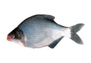 武昌魚,典故