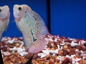 羅漢魚(yú)典故