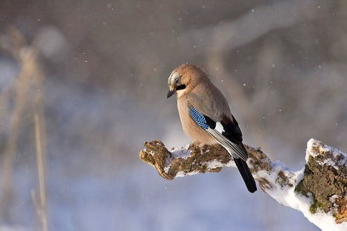 錯(cuò)錯(cuò)鳥(niǎo)典故