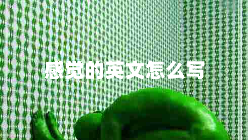 感覺(jué)的英文怎么寫(xiě)