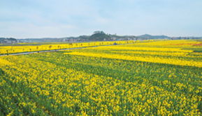 菜花節(jié)活動策劃方案