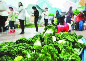 在小區(qū)做蔬菜活動(dòng)策劃方案