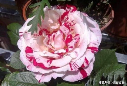 句子,能量,養花