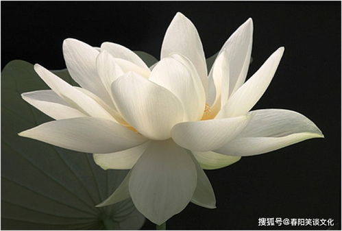 充滿工作正能量的句子,早晨充滿正能量的句子,充滿正能量的勵(lì)志句子