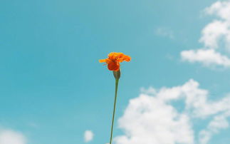 女人正能量的句子美句