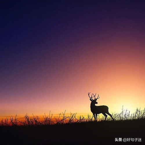 心若陽光正能量的句子