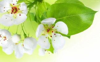 春花開正能量句子