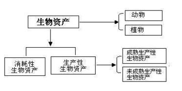 生產性生物資產是哪個會計科目