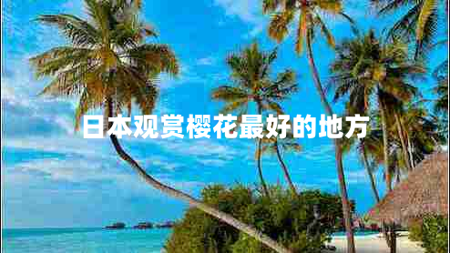 日本觀(guān)賞櫻花最好的地方