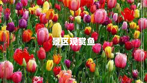 景區觀(guān)賞魚(yú)