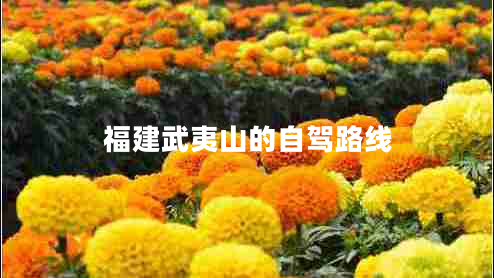 福建武夷山的自駕路線(xiàn)