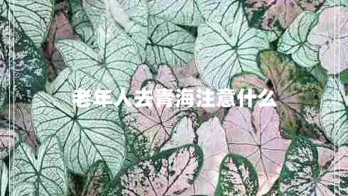 老年人去青海注意什么