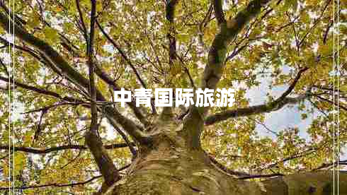 中青國際旅游
