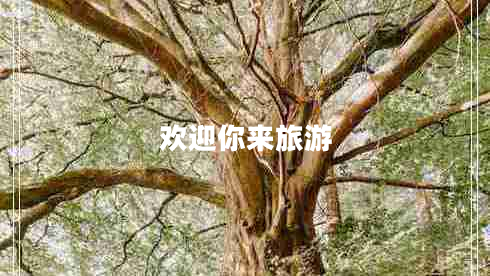 歡迎你來(lái)旅游