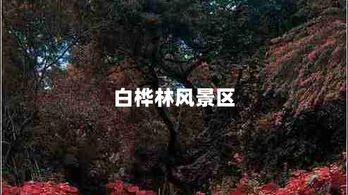 白樺林風(fēng)景區(qū)