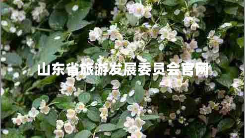 山東省旅游發(fā)展委員會(huì)官網(wǎng)