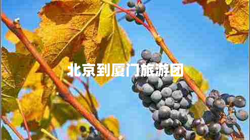 北京到廈門(mén)旅游團(tuán)