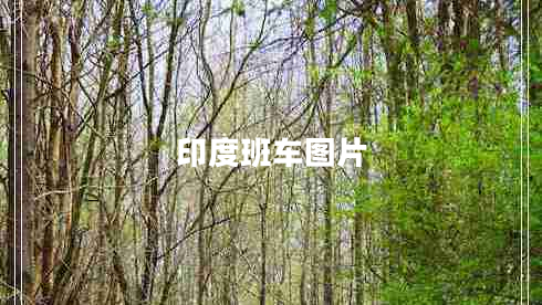 印度班車圖片