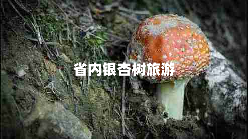 省內銀杏樹(shù)旅游