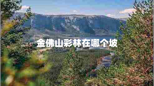 金佛山彩林在哪個坡