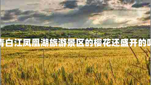 青白江鳳凰湖旅游景區(qū)的櫻花還盛開(kāi)的嗎